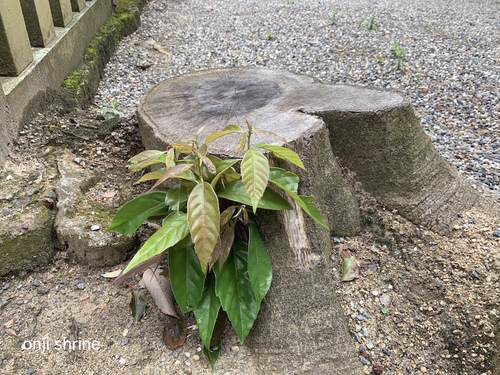 写真 2019-07-13 8 54 43.jpg