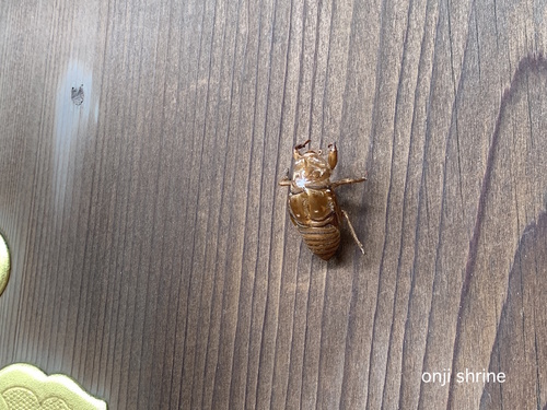 写真 2019-07-31 10 43 37.jpg