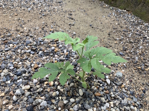 写真 2019-09-30 7 56 01.jpg