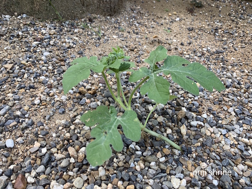 写真 2019-09-30 7 56 13.jpg